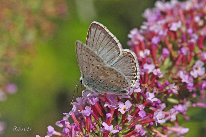 Kleiner Esparsetten-Bläuling (Polyommatus thersites)